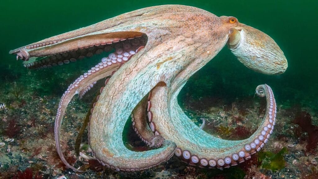 ‘Year of the octopus’: How climate change is pushing the sea’s smartest creature into new territory