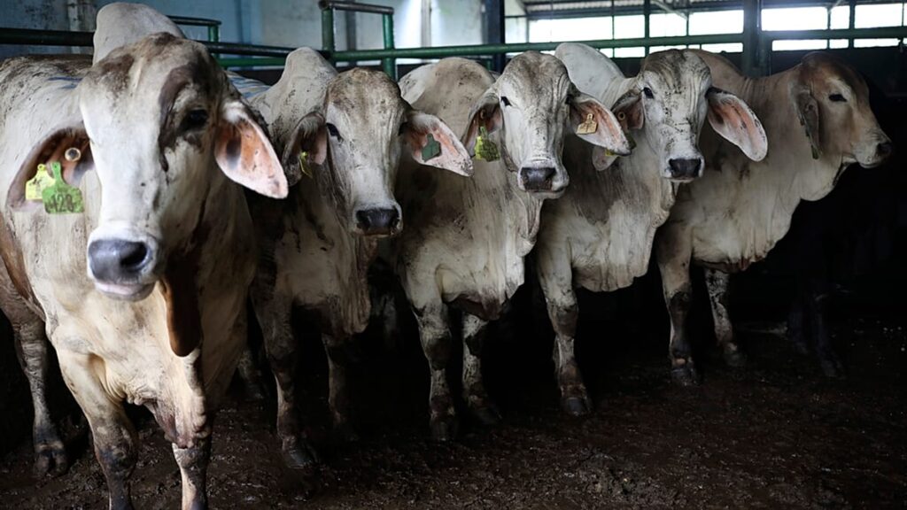France struggles to contain cattle lumpy skin disease as farmers' protests spread