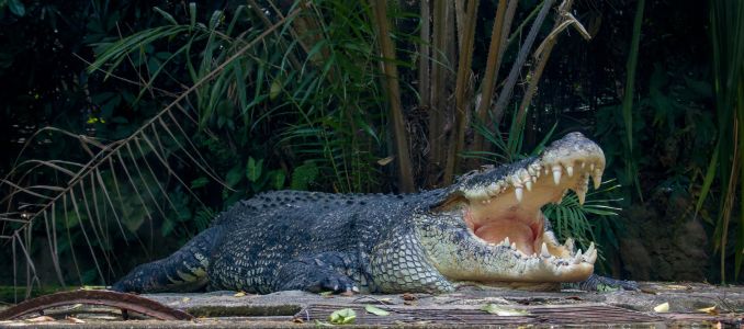 Custom HiPAF System Enhances Zoo’s Wastewater Treatment -- Environmental Protection