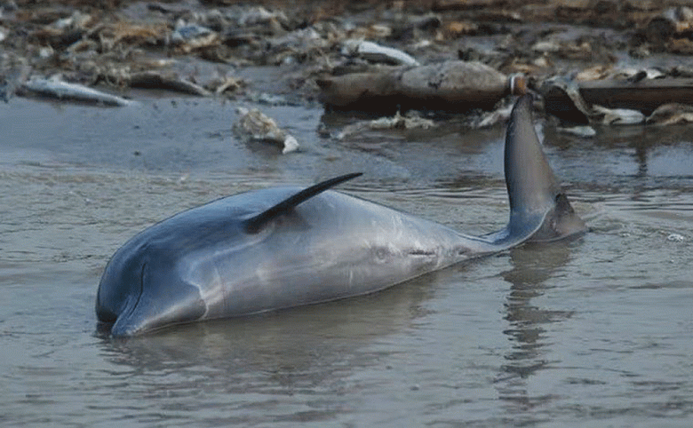This gray tucuxi, lying on its side in shallow water, was one of more than 200 dolphins that perished in Lake Tefé during the unprecedented 2023 drought and a heat wave. (André Zumak/Mamirauá Institute photo)