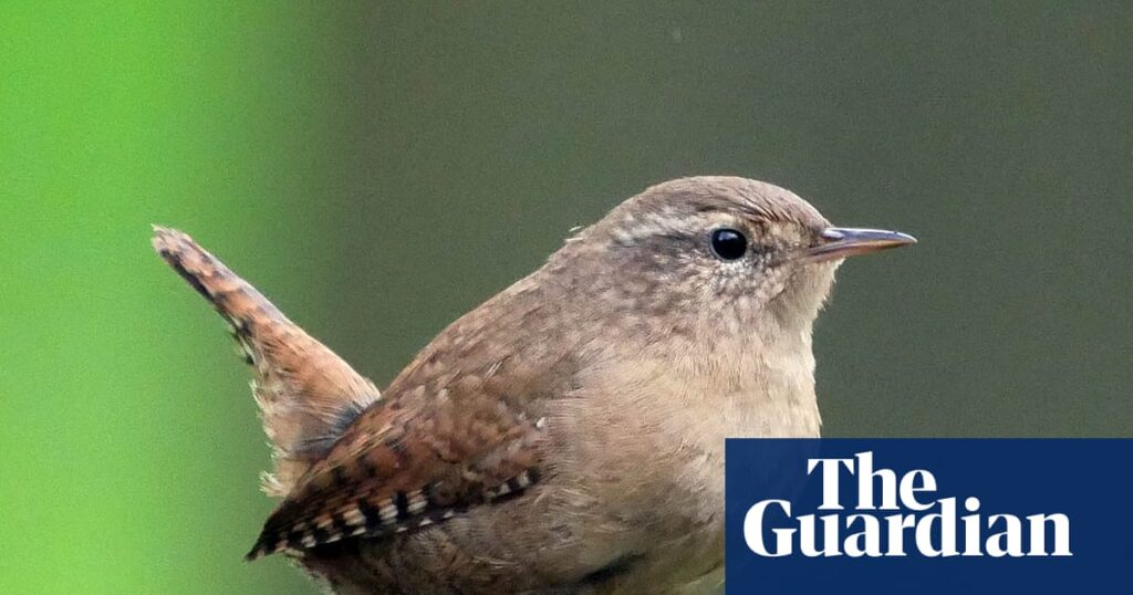 Country diary: There’s a new tenant in my rickety old greenhouse | Birds Country diary: There’s a new tenant in my rickety old greenhouse | Birds