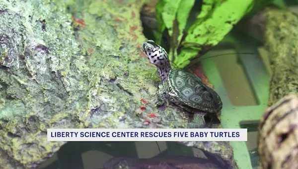 Liberty Science Center welcomes 5 rescued baby turtles Liberty Science Center welcomes 5 rescued baby turtles