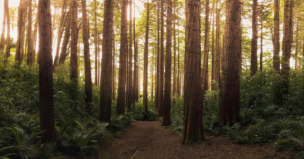 APG buys New Zealand forestry assets from New Forests | News