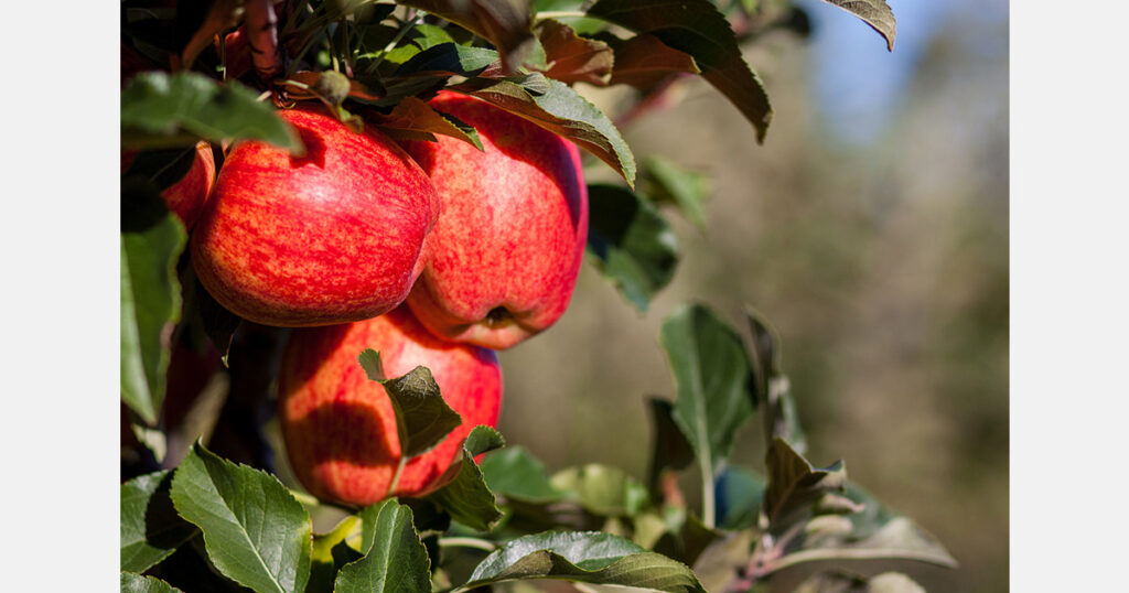 Challenges and opportunities of Moldova’s apple industry