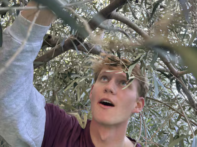 Missionaries in Slovenia Dedicate Service Reflecting Allegory of the Olive Tree