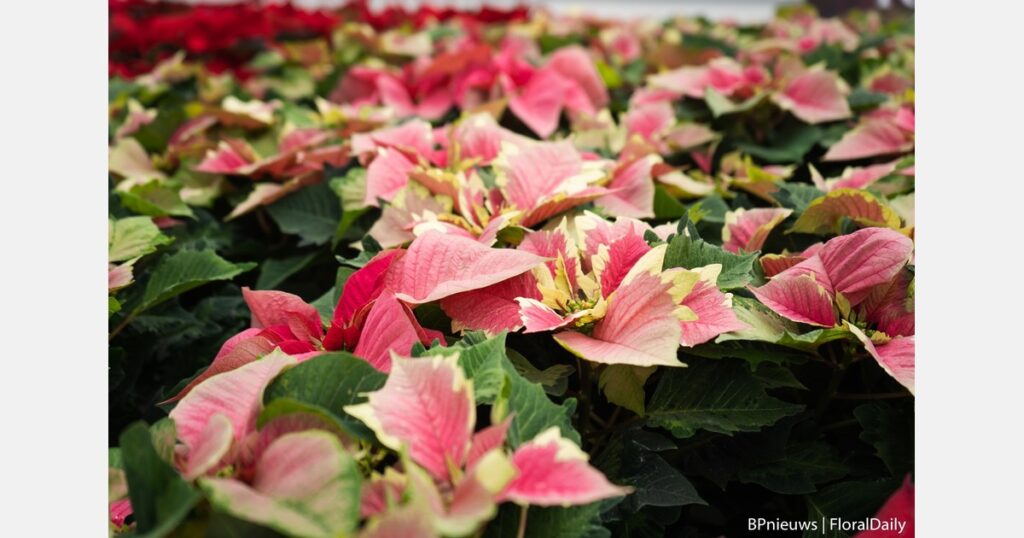 Behind the looking glass of poinsettia cultivation