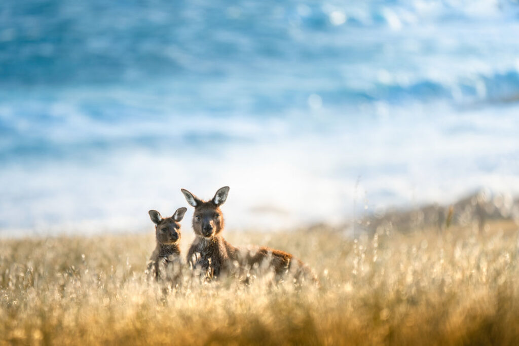 Q&A: What’s New With South Australia