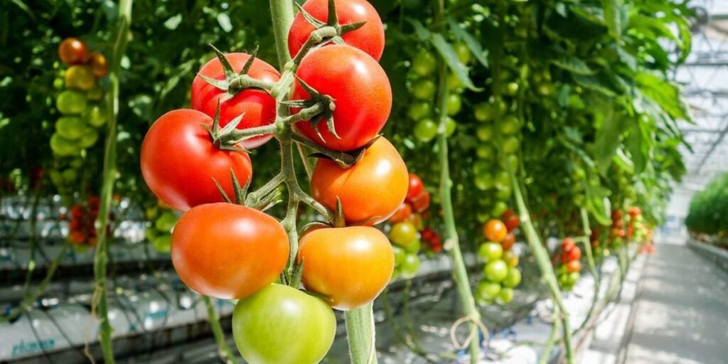 Albania last in the region for supporting agriculture