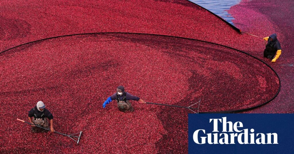 Wednesday briefing: What your Christmas cranberries reveal about the climate crisis | Food security