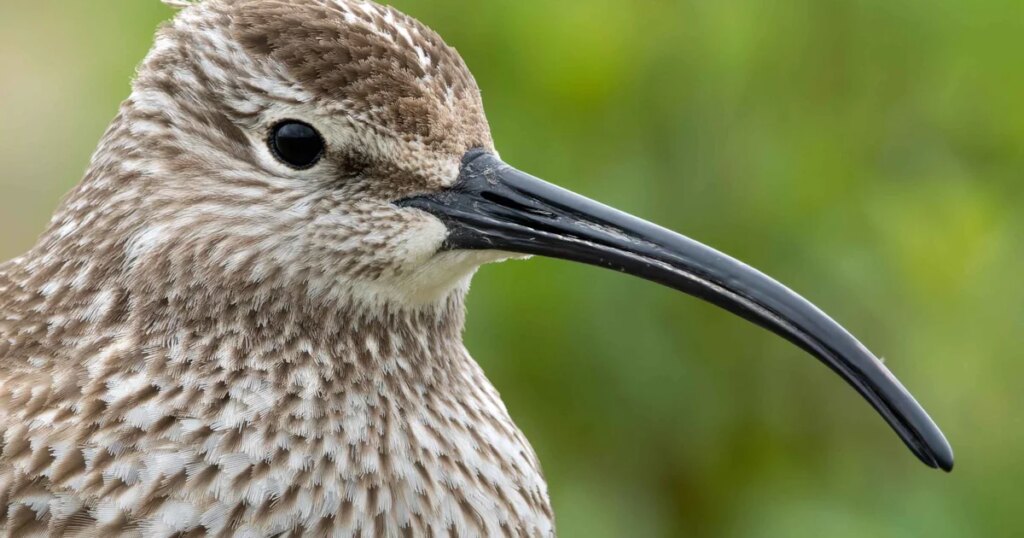 Small roads, big impacts: breeding birds fall by 20% near Icelandic thoroughfares