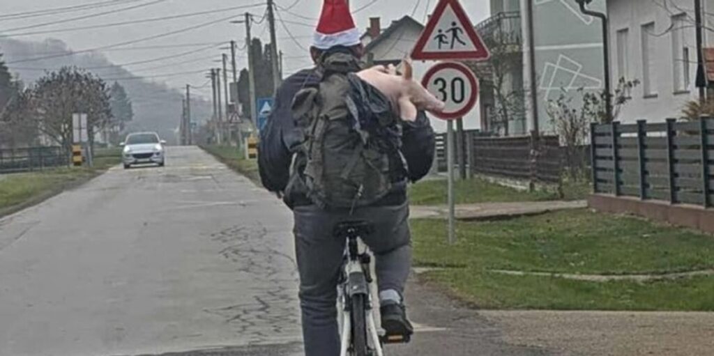A man in Croatia was riding a bike and was carrying a small pig in his backpack A man in Croatia was riding a bike and was carrying a small pig in his backpack
