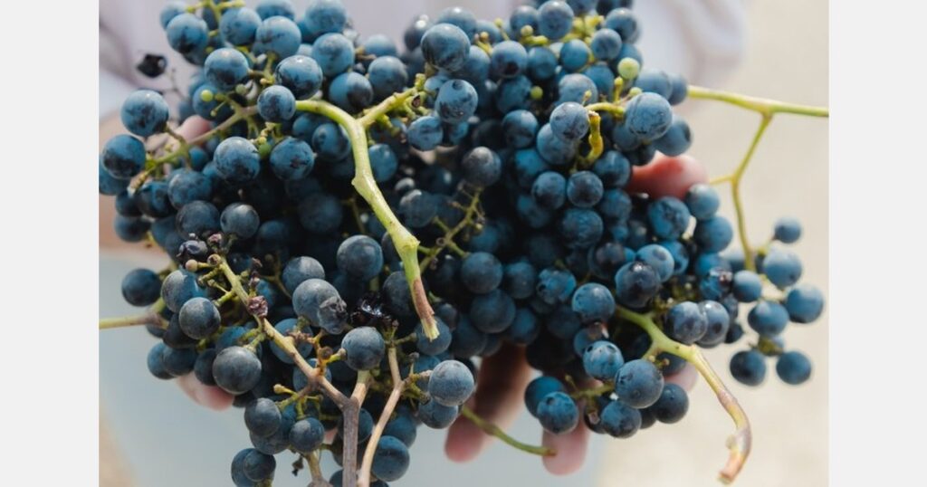 Moldova unveils a new long-term table grape strategy, aims for 60 percent export growth