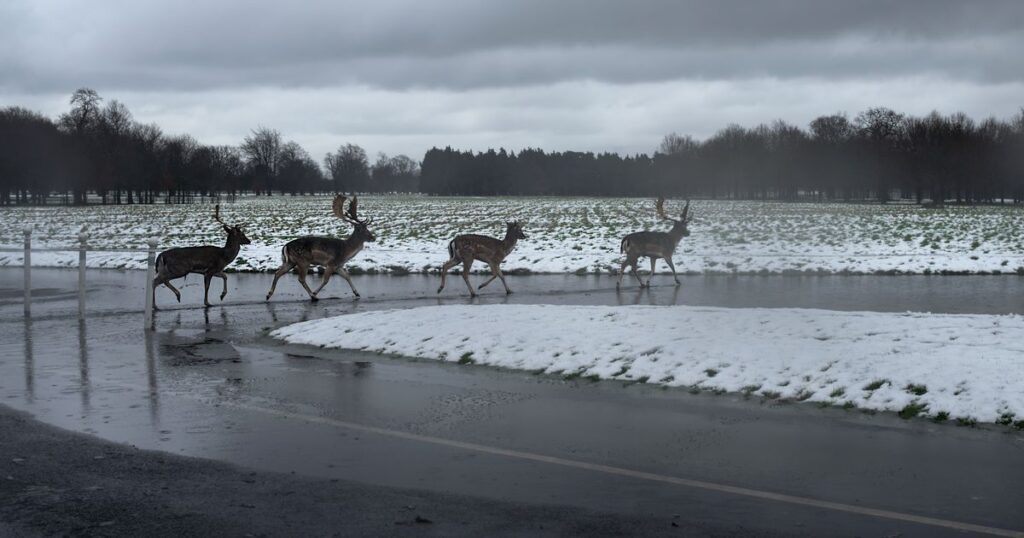 Ireland weather: Met Eireann issues snow update ahead of ‘severe frosts’ Irish Mirror