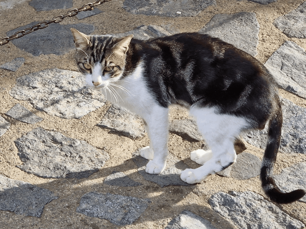 How to help a wounded young cat in Kakopetria as a tourist