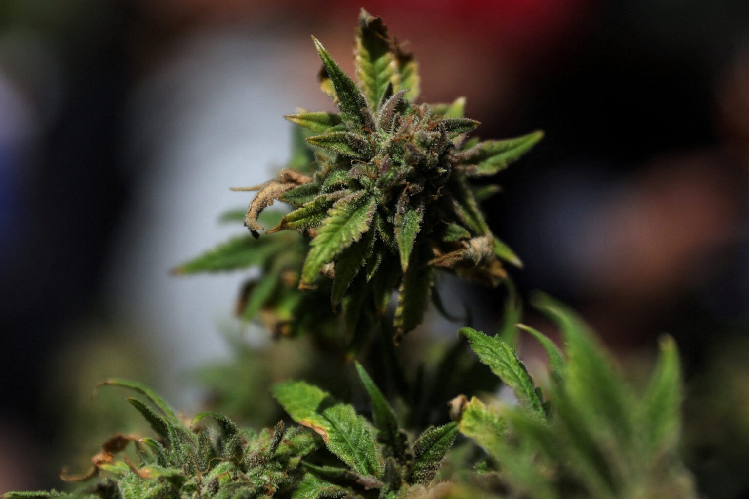 Marijuana reclassification order sparks mixed reaction in Colorado Marijuana reclassification order sparks mixed reaction in Colorado