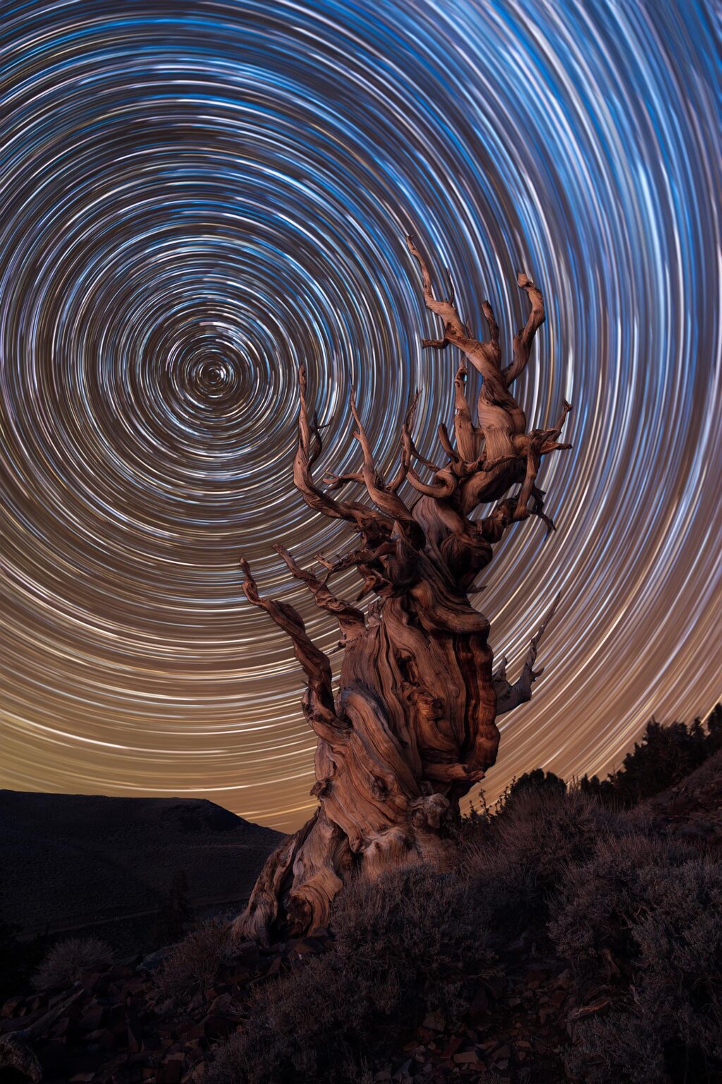 Star trails next to one of the oldest organisms in the world