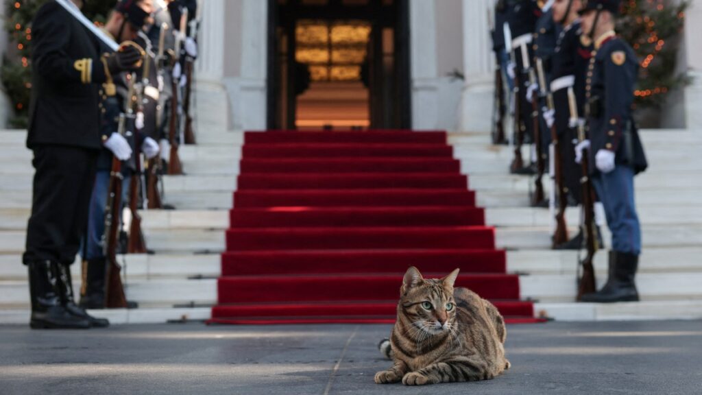Clio the cat on the red carpet in Greece — and other news in pictures