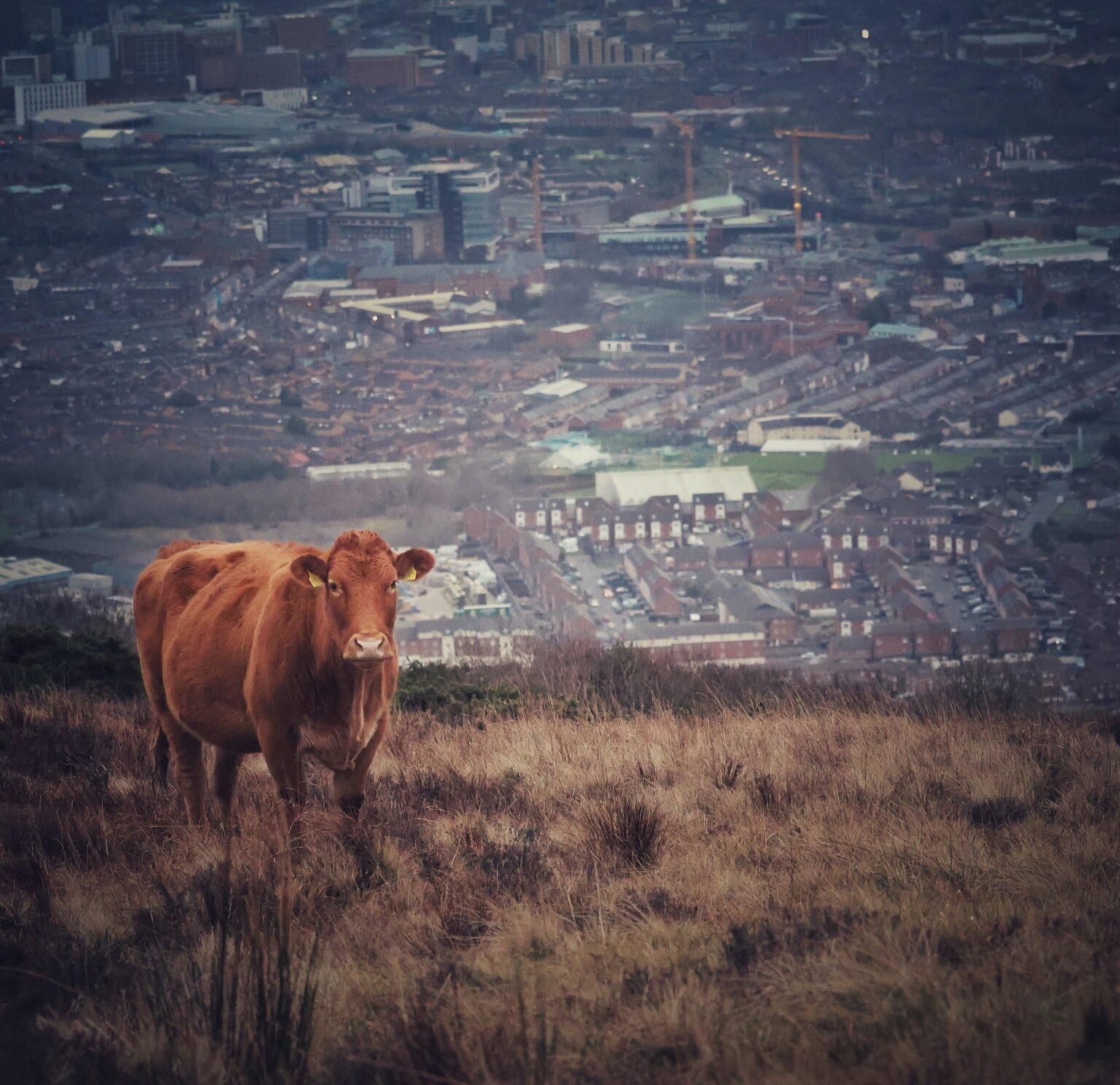 Belfast Cow