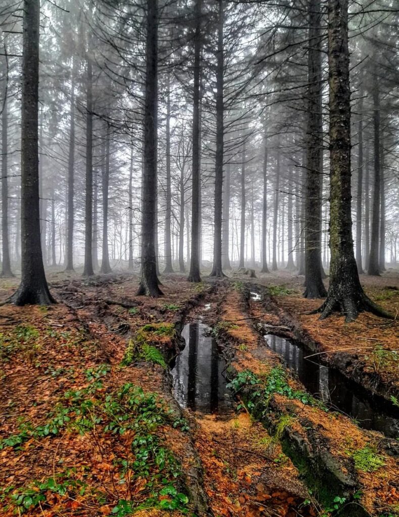 A walk through the misty forest