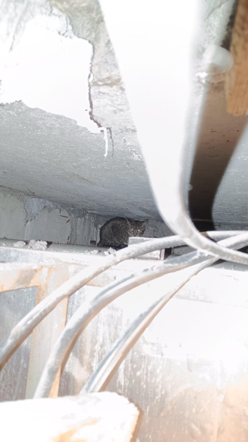 Cat in stirrups UPDATE