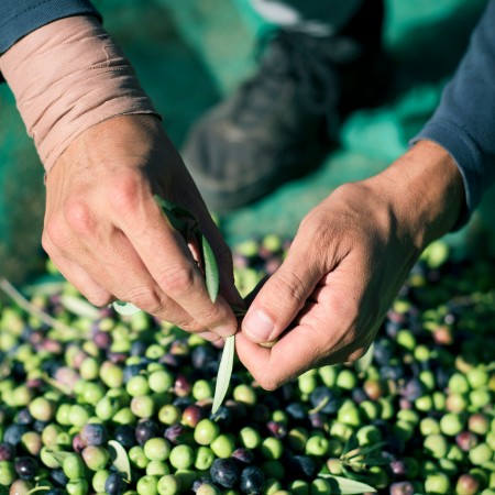 Olive oil: Turkey expects good production results