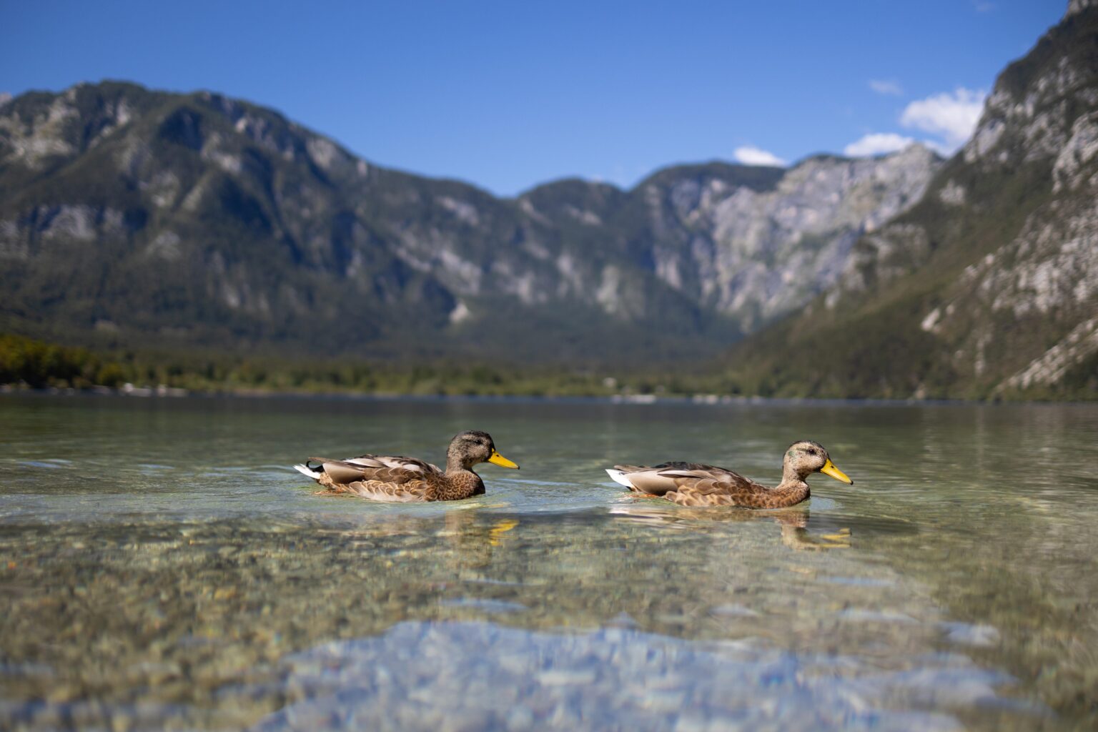 A pair of ducks in Lake Bohinj