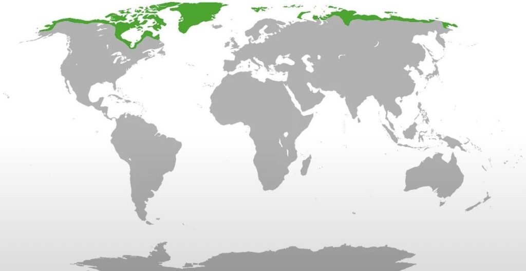 Where polar bears are found naturally in the world