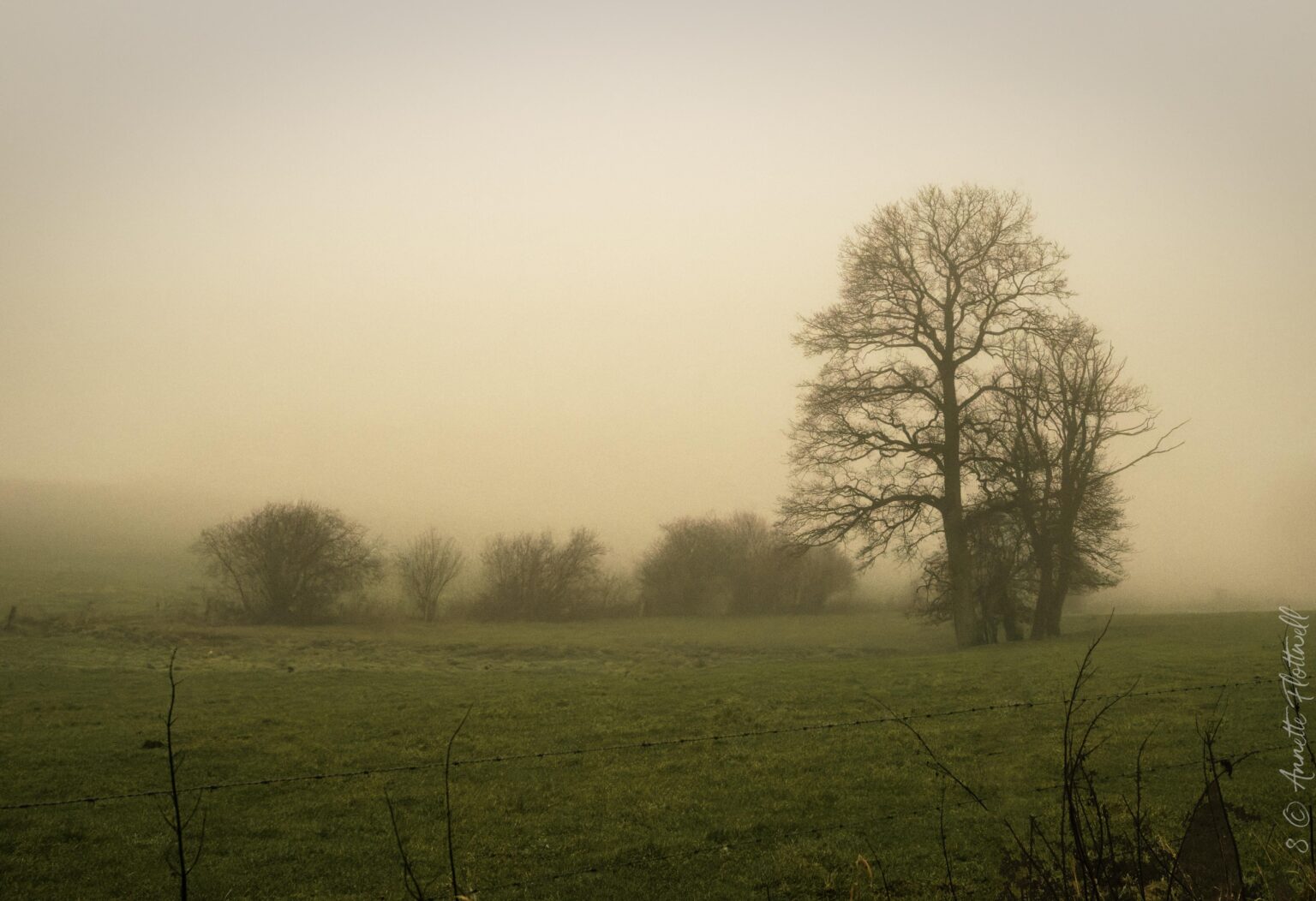Ardennes in the fog 20-35 AFD Nikkor, D5. Near Hachiville