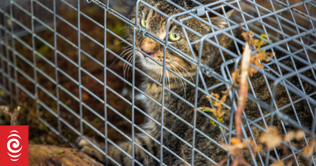 New research project uses sound to protect native birds from cats