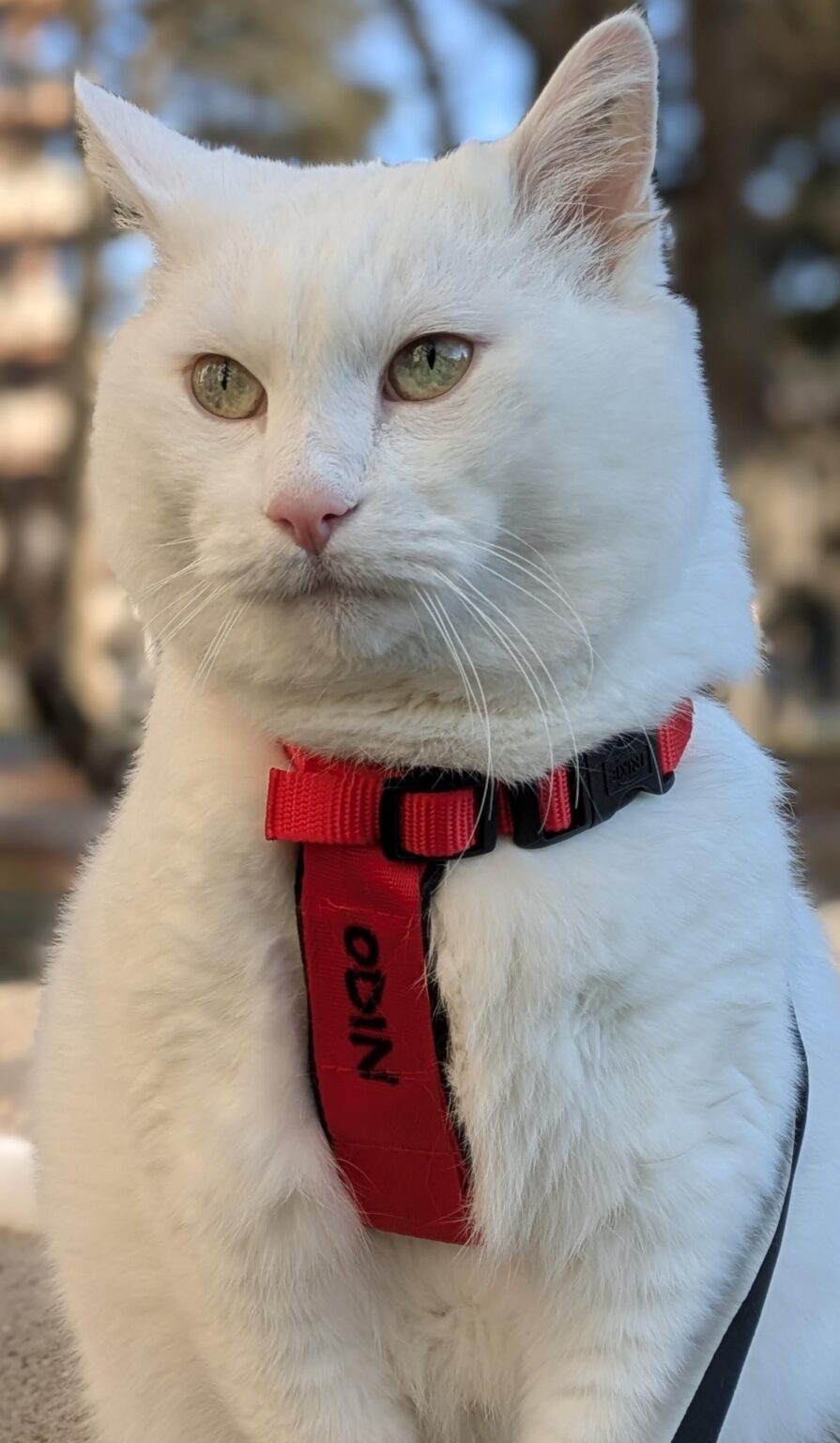 Isn't it cat bot today?!?!