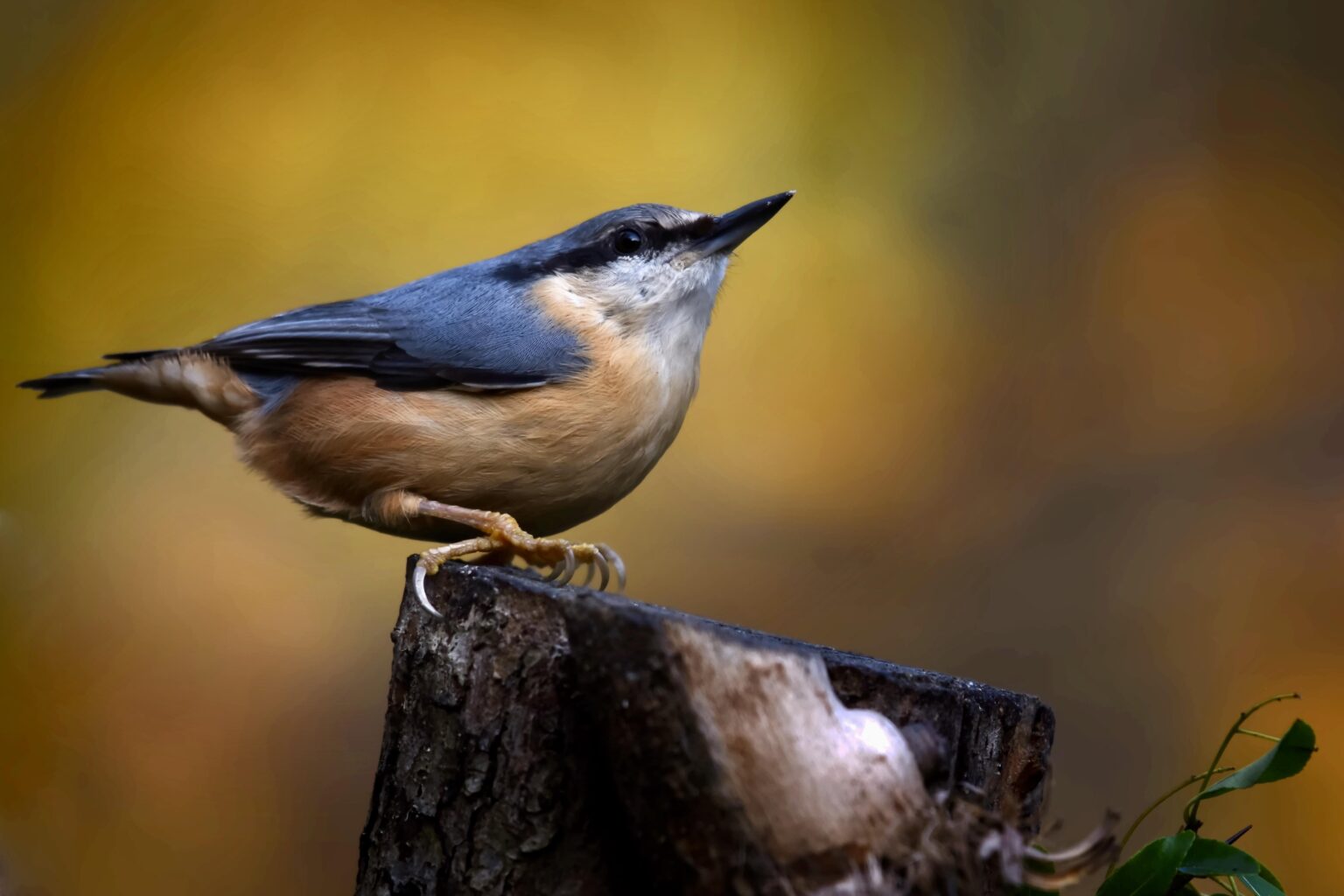 Nuthatch in autumn 🍁🍁🍁