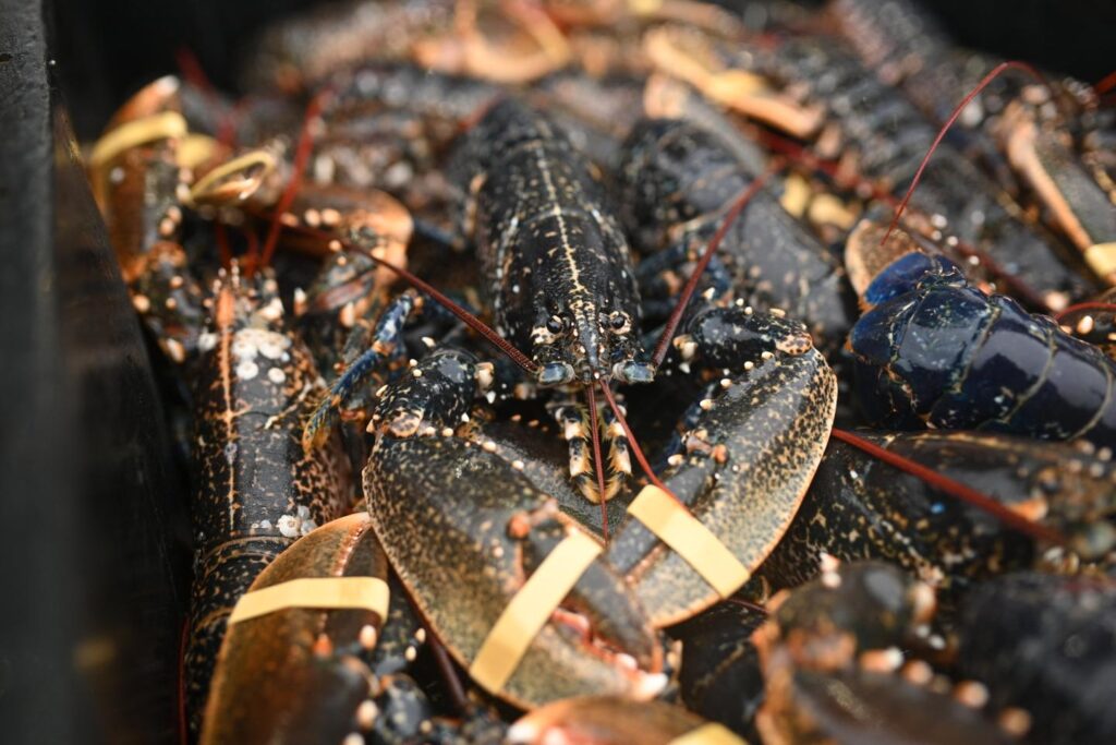 The United Kingdom wants to ban the scalding of lobsters, shrimps, crabs and lobsters, which feel pain as much as other animals