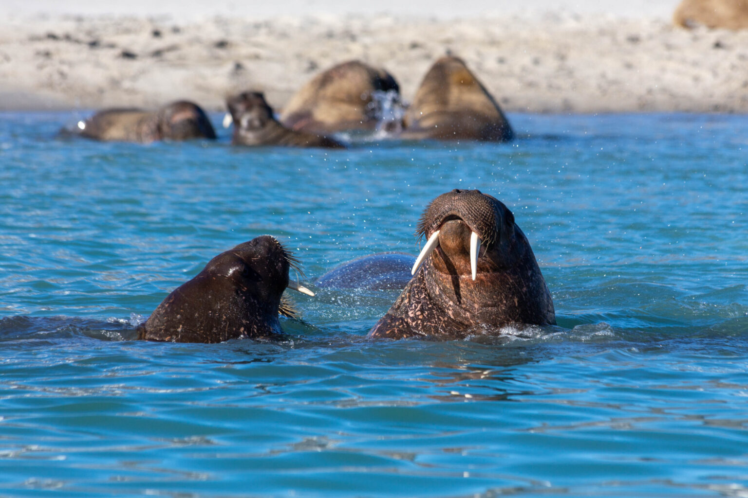 10 notable books on conservation and the environment published in 2025