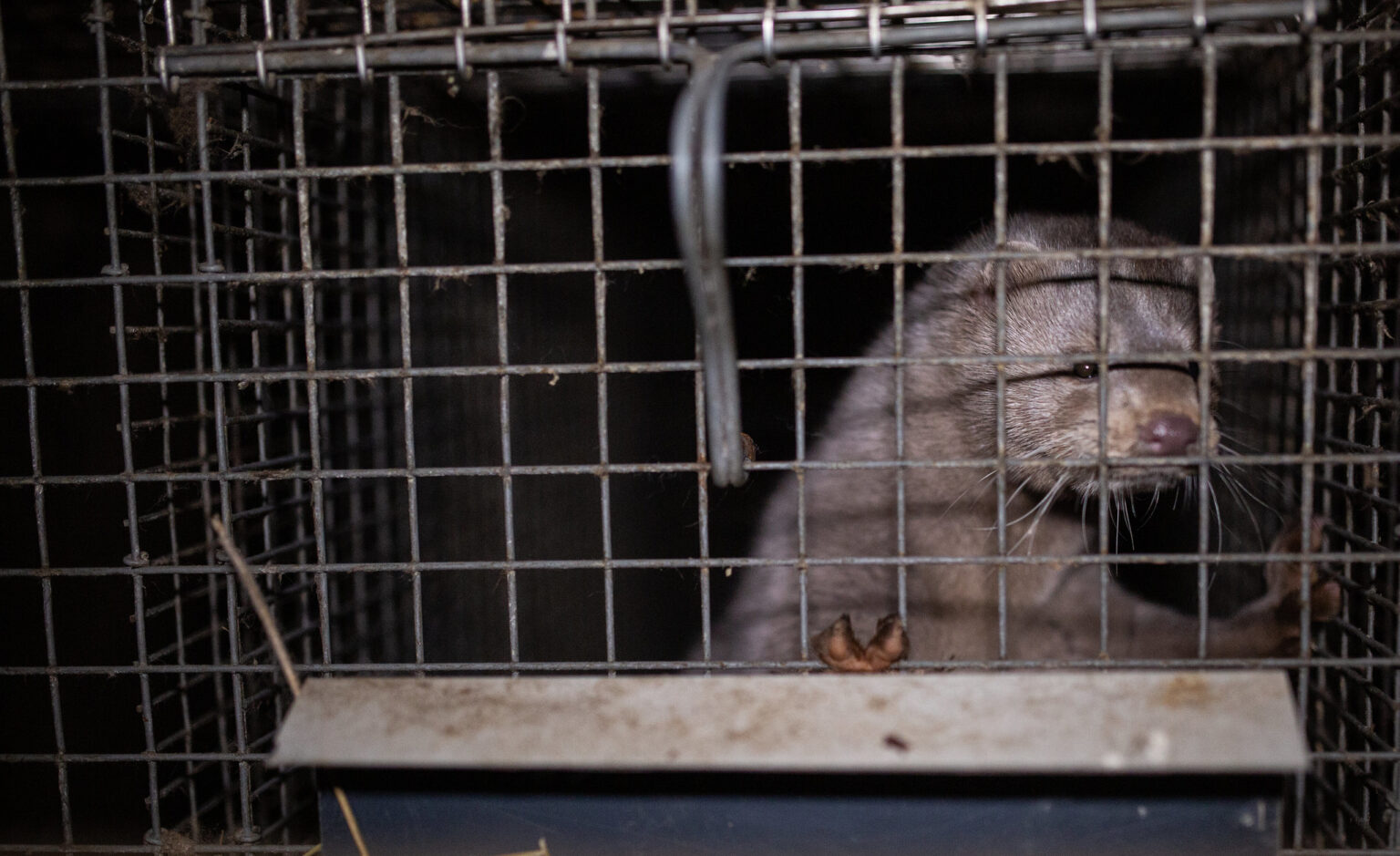 Polish president signs fur farm ban into law but vetoes prohibition on chaining up dogs Polish president signs fur farm ban into law but vetoes prohibition on chaining up dogs