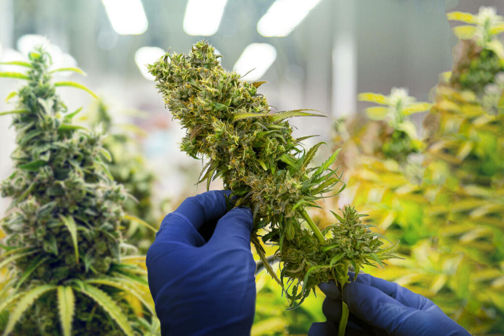 Decision adopted in Bosnia and Herzegovina on legalization of cannabis for medical purposes