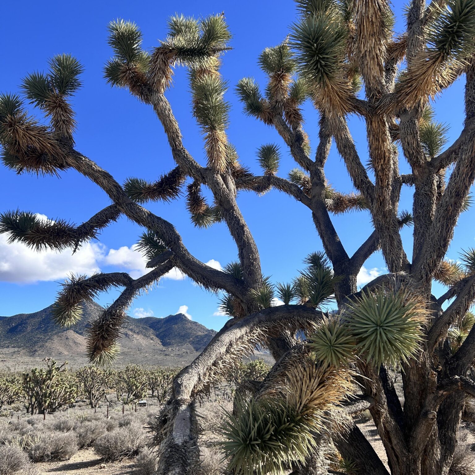 Joshua tree forest