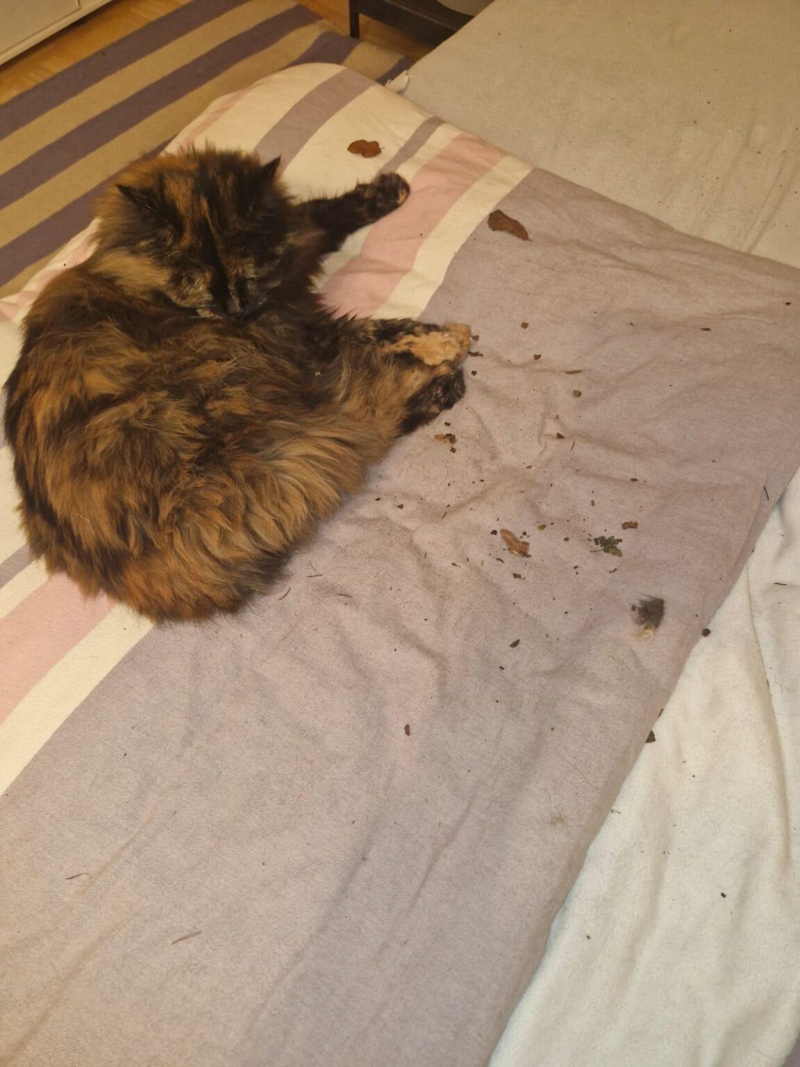 Catbot: What did that woodsman do with my bed