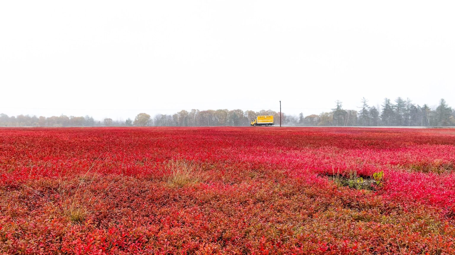 Blueberry field in Maine, US