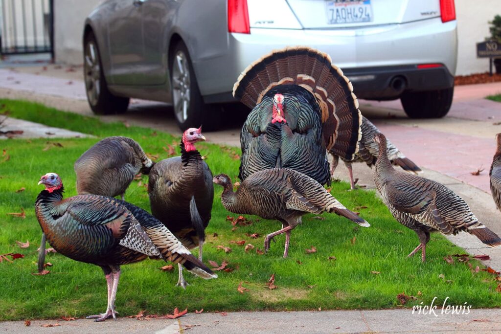 Alameda Post - a male turkey, female turkeys, and juveniles all on a lawn in Alameda