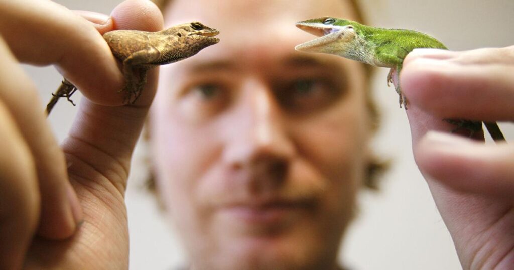 Aggressive NOLA lizards threaten native species | Environment Aggressive NOLA lizards threaten native species | Environment