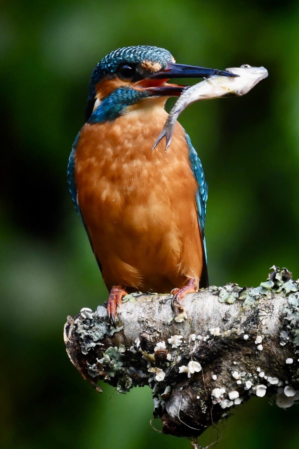 Gone Fishing - Kingfisher at Millers Wood, West Sussex