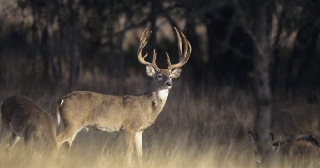 Greed breeds Texas ghost deer and endangers hunting economy