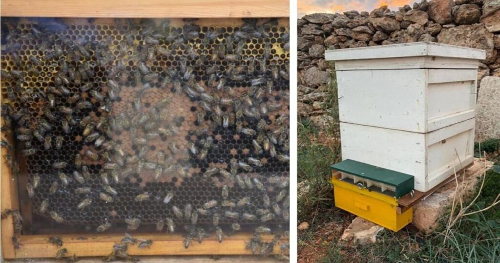 Project launched to protect Malta’s beekeepers and honey bees