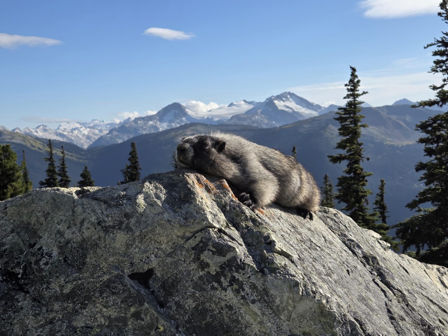 Whistler Blackcomb sunbathing