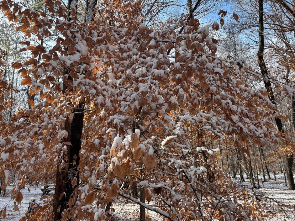 Incredible snowliage in Hampton, Virginia today