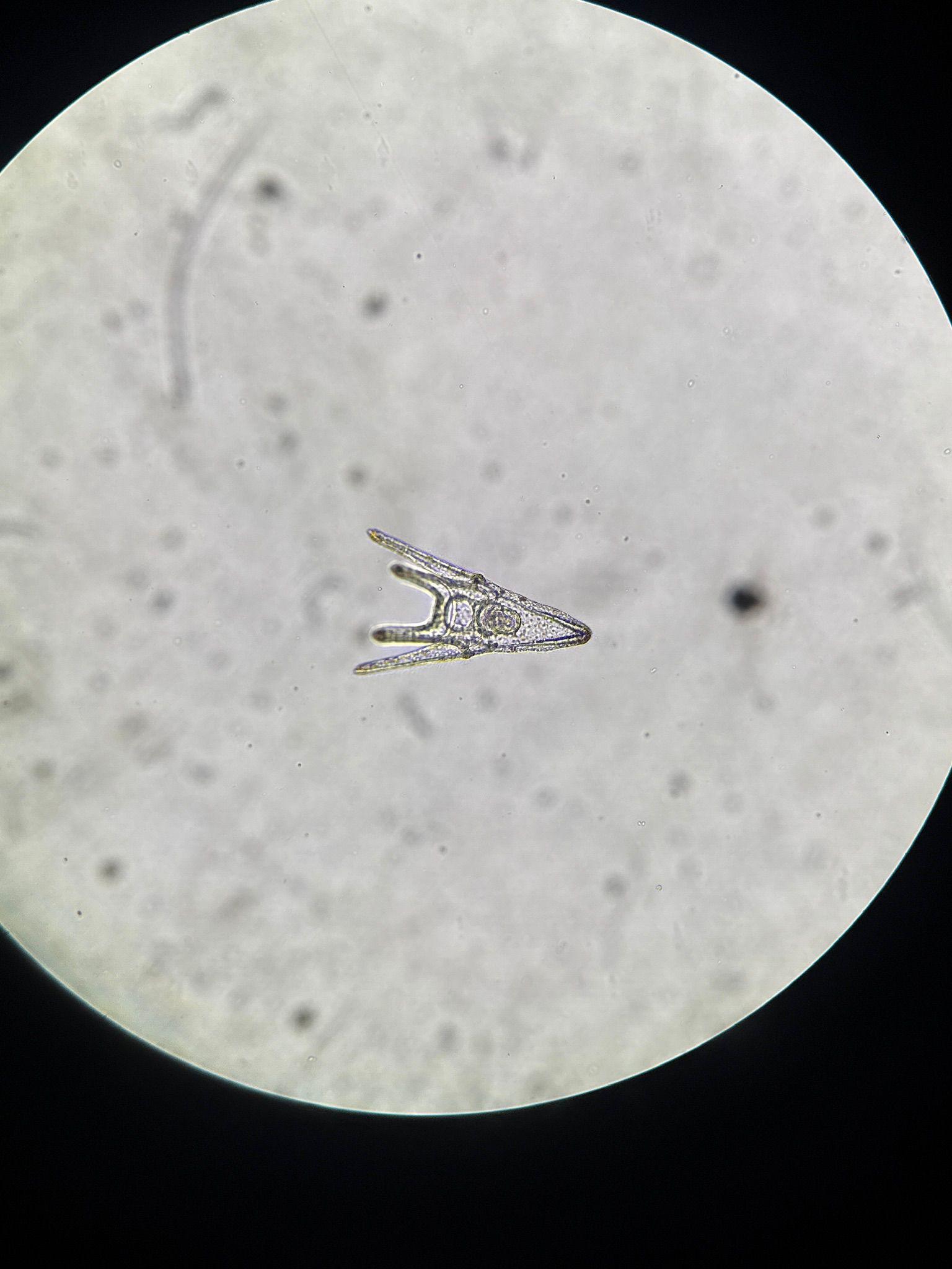 Photo: Aquatic Resources Malta