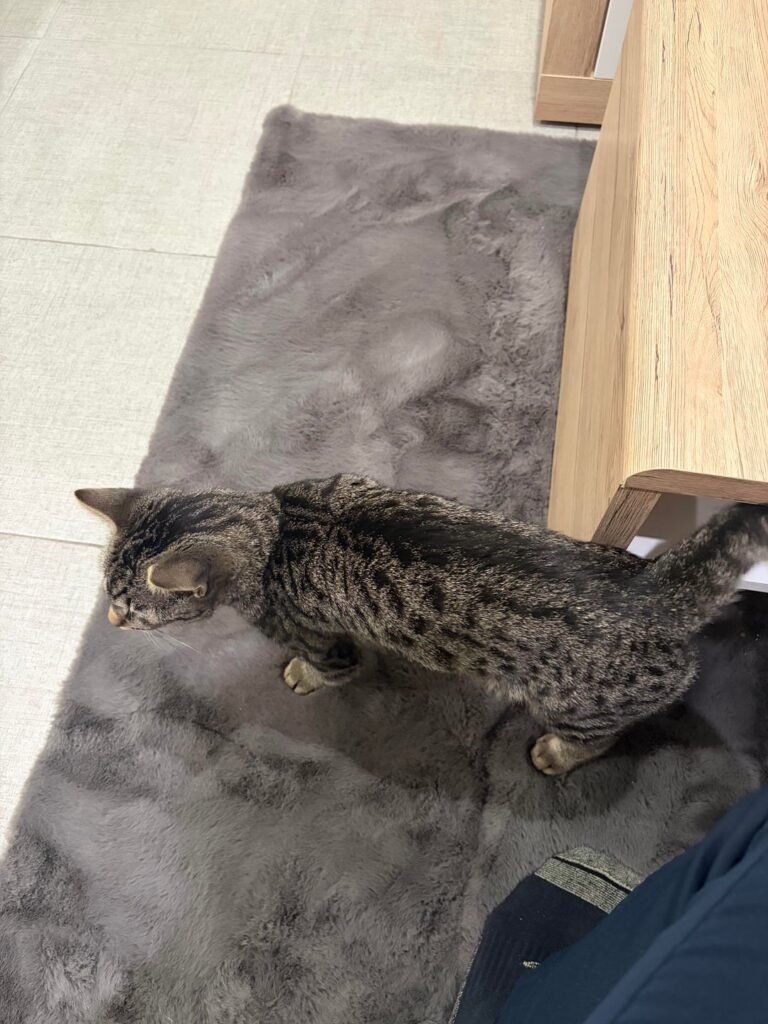 Stray cat found in Nové Zámky