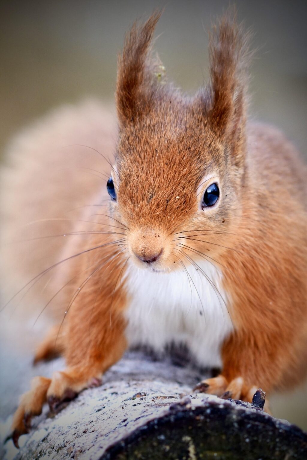 Is there an animal cuter than the Red Squirrel?