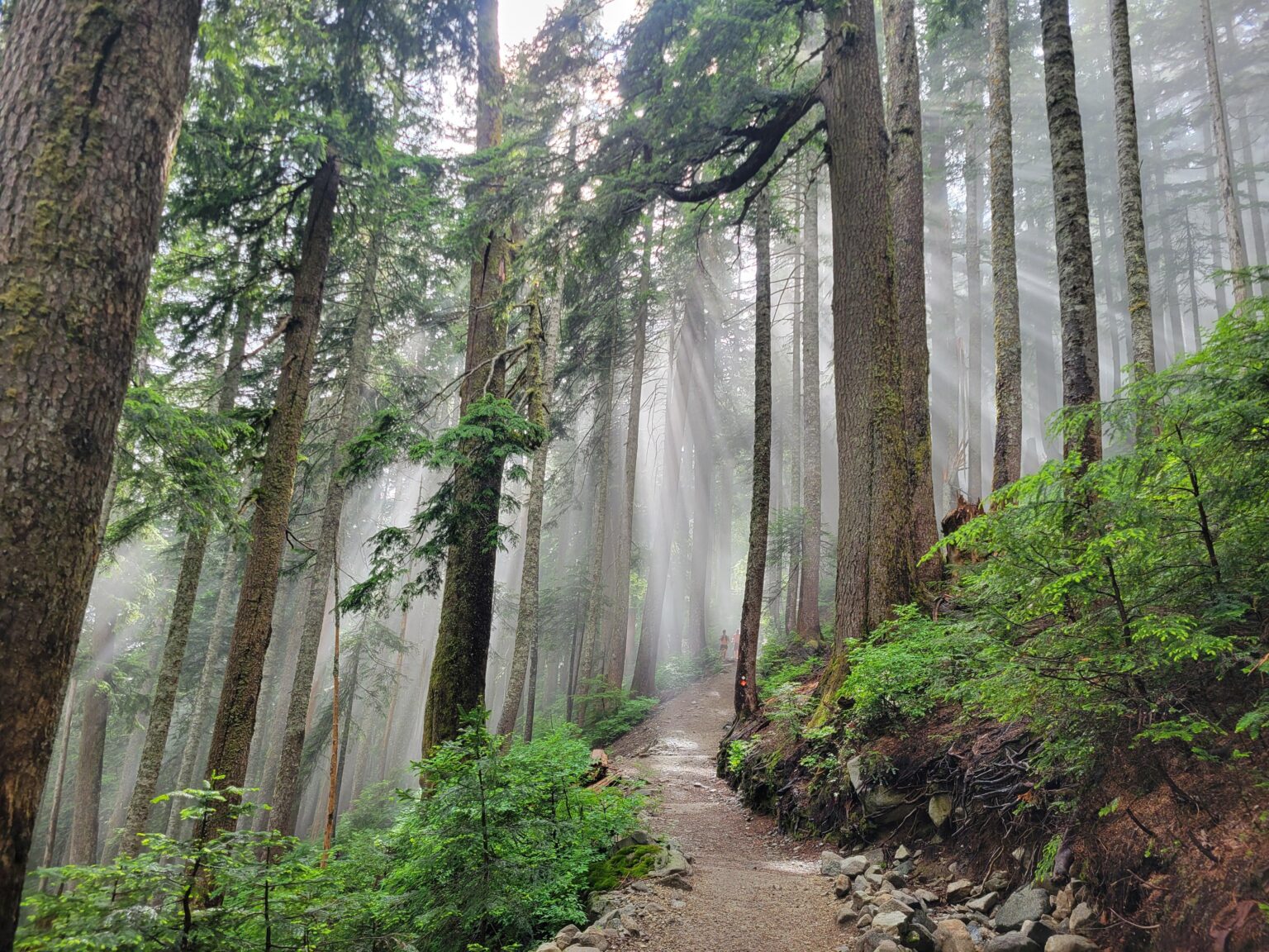 God rays in the forest