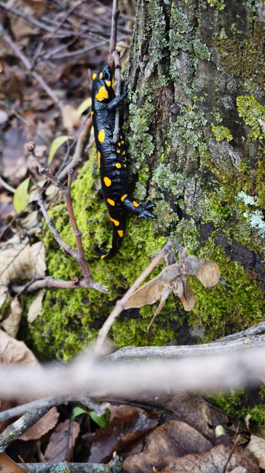 Papuk 18.12.2025. Amphibian